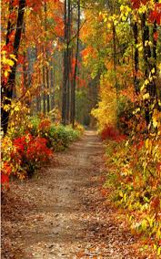 Check spelling or type a new query. 3x5ft Autumn Fall Forest Photography Vinyl Background Studio Photo Backdrops Autumn Scenery Forest Photography Autumn Landscape