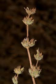 Image result for Dicliptera verticillata