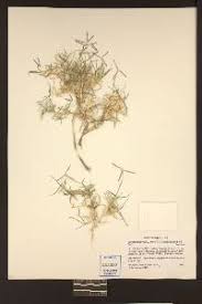 Image result for Cynodon aethiopicus