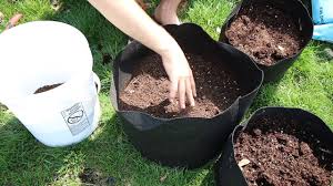 We did not find results for: How To Grow Potatoes In Containers Complete Growing Guide Youtube