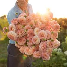 These easy summer flowers are ideal for gardens and containers. Dahlia Linda S Baby Flower Farm Types Of Flowers Dahlia