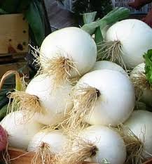 Sweet Onion, 'Siskiyou Sweet'