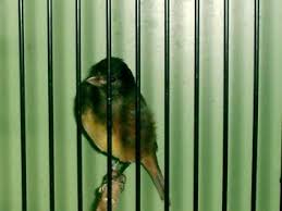 Der alariogirlitz (serinus alario) ist ein fink aus der gattung der girlitze. Mischlinge Auf Der Dm In Coesfeld Mischlinge Das Fachforum Der Vogelzucht