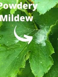 Watering zucchini plants thoroughly is especially crucial when they are flowering and when the fruit is developing. Home Missouri Girl Home