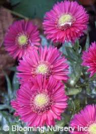 Image result for Asters `Jenny
