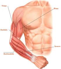 Students construct a model arm and learn how muscles and bones work together to achieve efficient movement. What Muscles Do I Need To Train For Extra Large Arms A Greatest Fitness Forearm Muscles Muscle Fitness Anatomy Reference