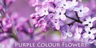 Flower color lilac lilac color color flower lilac flower flowers colorful flora spring bloom garden beautiful holland fresh tulip red blossom petal vibrant high definition picture keukenhof petals green. Purple Colour Flower Names A List To Make Your Day More Vibrant