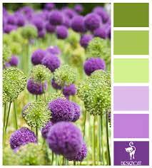 How To Grow Alliums Ornamental Flowering Onions Gardener S Supply Beautiful Flowers Flowers Purple Flowers