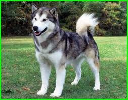 Anjing alaskan malamute perlengkapan hewan aksesoris hewan di carousell. 50 Jenis Anjing Peliharaan Di Dunia Keterangan Dan Gambarnya Daftarhewan Com Daftarhewan Com Malamut Alaska Anjing Anjing Pekerja