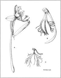 Image result for Habenaria splendentior