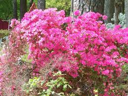 Browse & shop our online plant clearance for the best & prettiest plants at the lowest price! Beautiful Spring Flowers Blooming In Georgia By Michele Babcock Nice Blogbymichele