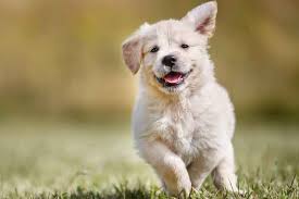 Leonberger puppies for sale in nc. How Much Exercise Do Puppies Need Avidog University