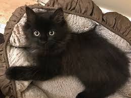 From baths to nail trims to haircuts adoption habitats. Richmond Va Domestic Longhair Meet Winnie A Cat For Adoption Kittens And Puppies Kittens Cutest Cat Adoption