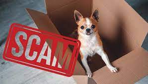Looking for denver craigslist popular content, reviews and catchy facts? 10 Signs Of Puppy Scams And How To Avoid Being Tricked