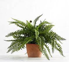 Boston fern plants are usually very full, so when this plant came squeezed into a tall box i knew something was gonna be crazy. Faux Potted Boston Fern Houseplant Pottery Barn
