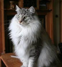 Even only about 1,200 are registered in their home country, norway. A Norwegian Forest Cat Breeder Of Norwegian Forest Cat Kittens In 2021 Norwegian Forest Cat Forest Cat Norwegian Forest