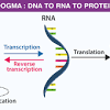 How do proteins relate to traits. 1