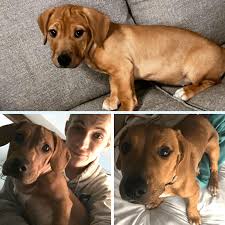 Where is happy tails puppies located. Sheba S Happy Tail Redrover