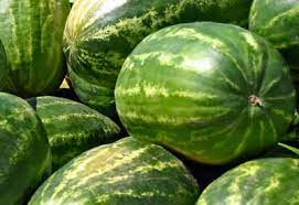 We did not find results for: How To Grow Watermelon Organically Planet Natural