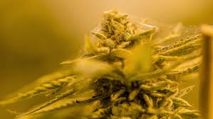 Maybe you would like to learn more about one of these? Time Lapse Of Spider Mites Stock Footage Video 100 Royalty Free 1007500690 Shutterstock