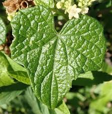 Image result for Zehneria