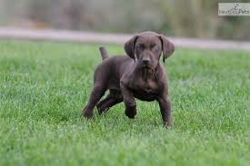 pin on dogs