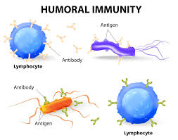 Humoral vs Cell-mediated Immunity