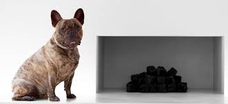 The french bulldog is a tiny little dog with the most dynamic personality. French Bulldog In The House How They Get Along With Kids And Other Animals French Bulldog Breed