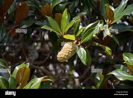 Image result for ficus elastica flower