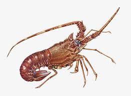 Resultat De Recherche D Images Pour Langouste Illustration Illustration Langouste Animaux De La Mer