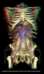 Voxel Man Inner Organs Model Based On The Visible Human Dataset In 3d Human Anatomy For Artists Human Anatomy Art Human Anatomy Drawing