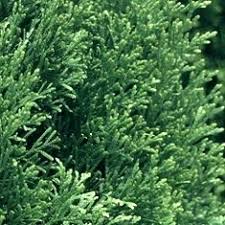 Arborvitae Growth Rate Busanamuslim Co