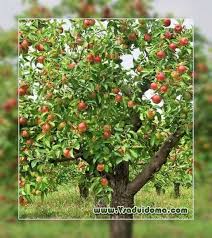 Epal hijau mengandungi zat besi, magnesium, potasium, kalsium, soldium, vitamin c, vitamin a dan vitamin b serta merupakan sumber serat yang mudah larut. Menanam Pokok Apel Kerdil Kebaikan Dan Keburukan Tapak Mengenai Taman Pondok Dan Houseplants