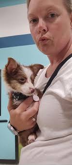 Looking for DNA tested steady working collie stud dog for our lovely  working bitch, Wiltshire (we would like a pup from her )? Any around local  to us?