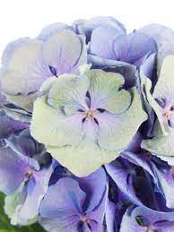 So soll der blumenschmuck perfekt zur persönlichkeit des brautpaares, zur location, zum hochzeitsthema und zur jahreszeit passen. Welche Blumen Gibt Es Im Juni Schnittblumen Saison Kalender Blumigo