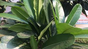 Check spelling or type a new query. Wide Long Green Leaves Beautiful Stock Footage Video 100 Royalty Free 1017285100 Shutterstock