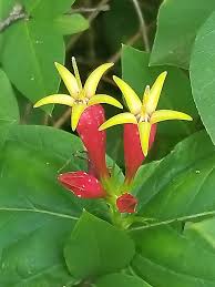 Image result for Loganiaceae