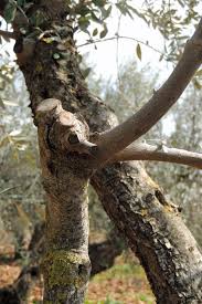 Fruit trees, scions, and rootstocks for apples, pears, cherries, plums, peaches, and nectarines. Grafting Fruit Trees A Step By Step Picture Tutorial Lady Lee S Home