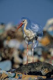 For Animals Plastic Is Turning The Ocean Into A Minefield Ocean Pollution Save Earth Plastic Pollution