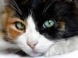 A unique cat deserves a unique name so we've created the absolute best list of calico cat names! Why Male Calico Cats Are As Rare As Hens Teeth Dr Marty Becker