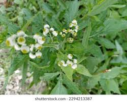 Image result for Dichrocephala