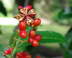 Image result for Erythrococca