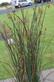 Image result for Schoenoplectus muricinux