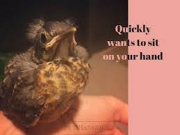 How To Care For A Lost Scared Baby Bird Baby Bird Bird Baby Sparrow