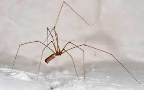 Check spelling or type a new query. Worried Spiders In The Apartment We Know What To Do What To Do If Spiders Started In The Apartment