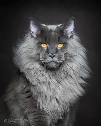 Check spelling or type a new query. Maine Coons The Next Best Thing To Owning A Lynx Henryherz Com