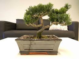This movie explains the bonsai tree meaning, definition and history. What Does A Bonsai Tree Symbolize Grow Your Bonsai