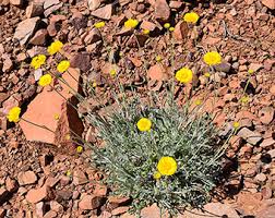 See more ideas about plants, desert landscaping, desert above is the usda arizona map for planting and growing zones. Wildflowers Tonto National Monument U S National Park Service