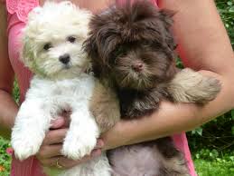Havanese puppies for sale your search returned the following puppies for sale. Havahug Havanese Puppies Michigan Havanese Puppies Havahug Flickr
