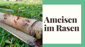 Ameisen im garten sind nützliche tiere, denn sie halten ihr revier sauber. Ameisen Im Rasen Gegen Und Praventionsmassnahmen Youtube